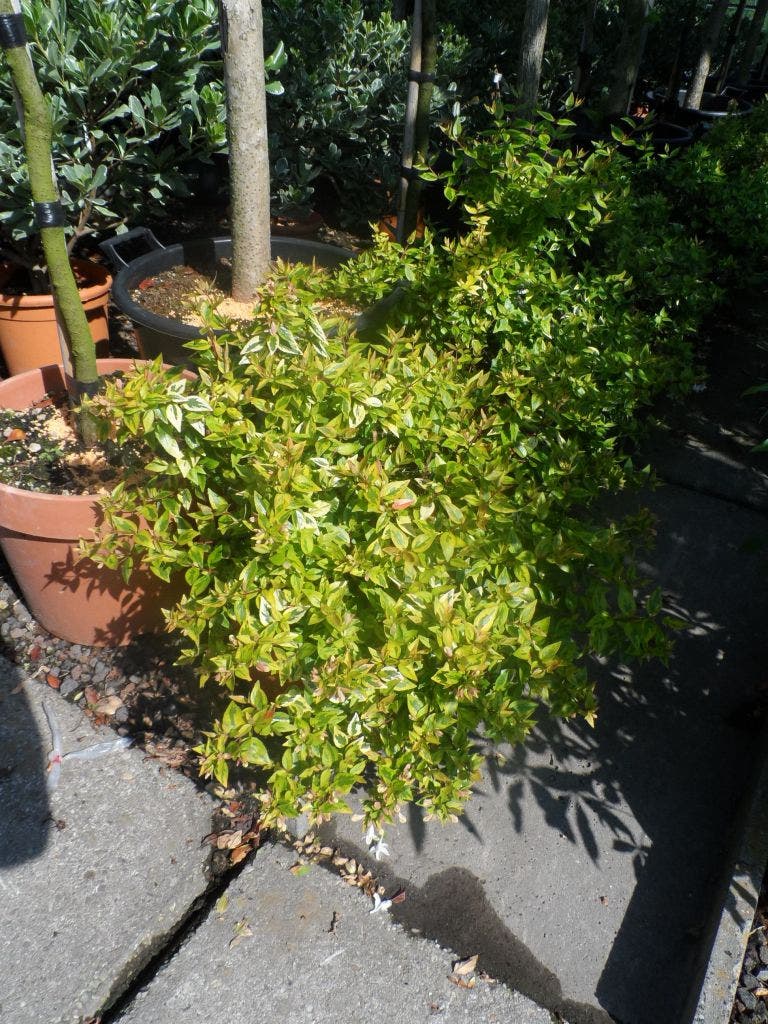  Abelia (Abelia Grandiflora 'Kaleidoscope')