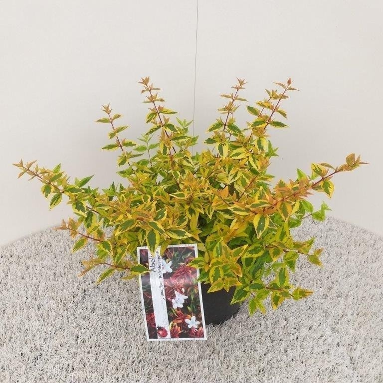  Abelia (Abelia Grandiflora 'Kaleidoscope')
