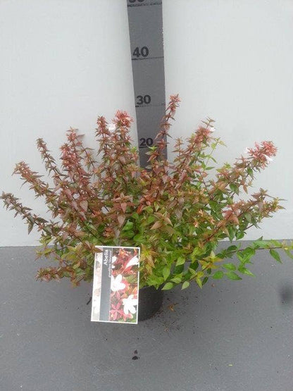  Abelia (Abelia Grandiflora 'Sherwood')