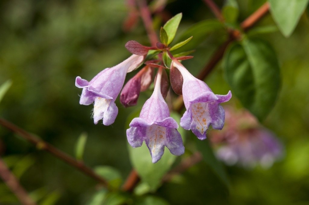  Abelia (Abelia 'Pinky Bells')