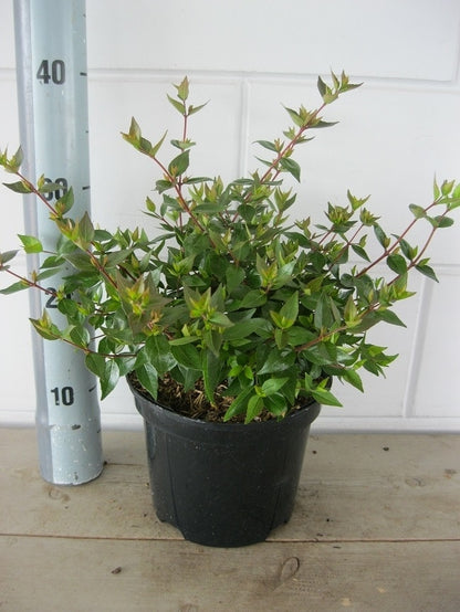  Abelia (Abelia Grandiflora 'Sherwood')