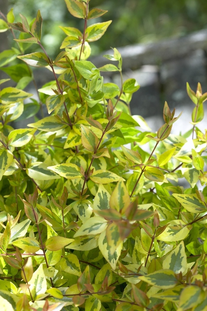  Abelia (Abelia Grandiflora 'Kaleidoscope')