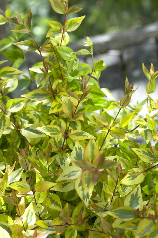  Abelia (Abelia Grandiflora 'Kaleidoscope')