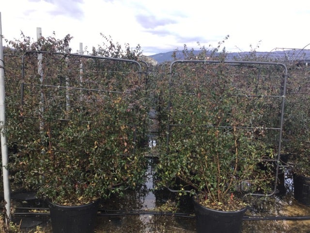  Abelia Op Rek (Abelia Grandiflora)