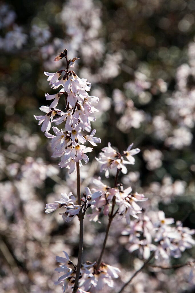  Witte Forsythia (Abeliophyllum Distichum)