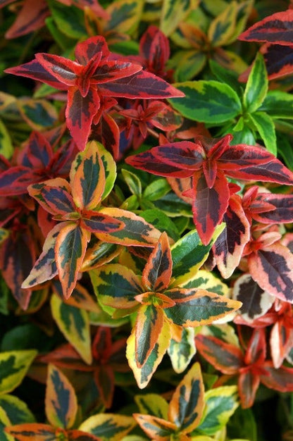  Abelia (Abelia Grandiflora 'Kaleidoscope')