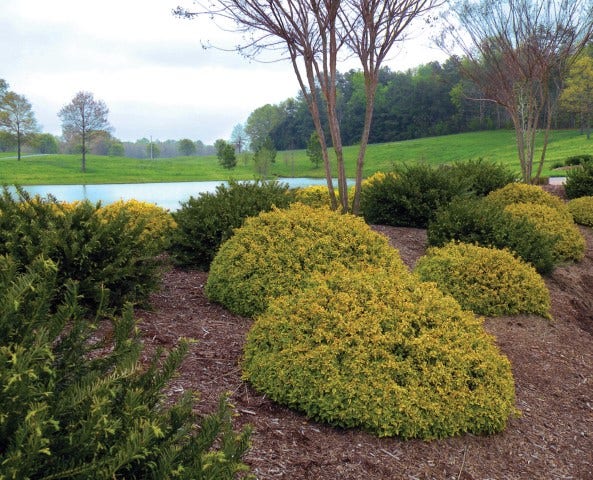  Abelia (Abelia Grandiflora 'Kaleidoscope')