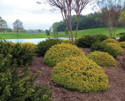  Abelia (Abelia Grandiflora 'Kaleidoscope')