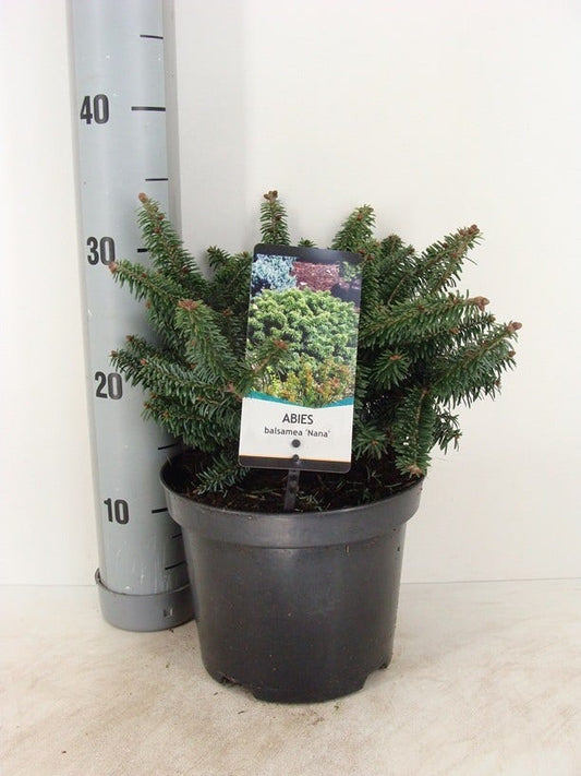  Dwerg Balsemden (Abies Balsamea 'Nana')