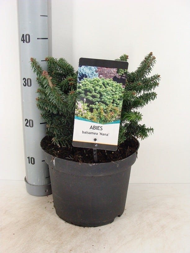  Dwerg Balsemden (Abies Balsamea 'Nana')