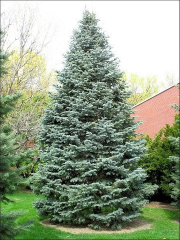  Colorado Zilverspar (Abies Concolor)