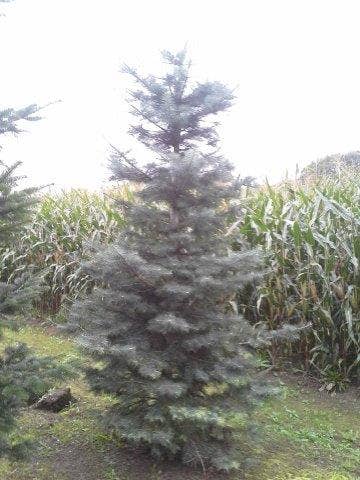  Colorado Zilverspar (Abies Concolor)
