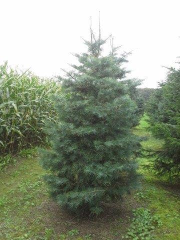  Colorado Zilverspar (Abies Concolor)