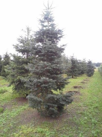  Colorado Zilverspar (Abies Concolor)