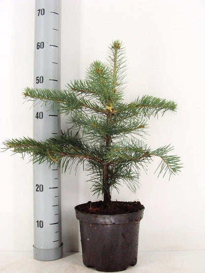  Colorado Zilverspar (Abies Concolor)