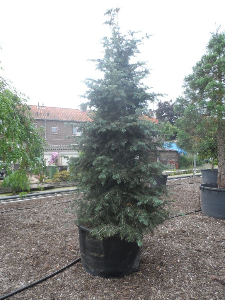  Colorado Zilverspar (Abies Concolor)