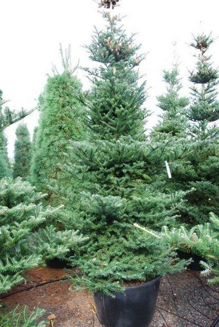  Koreaanse Zilverspar (Abies Koreana)