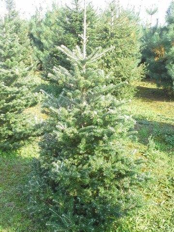  Koreaanse Zilverspar (Abies Koreana)