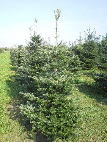  Koreaanse Zilverspar (Abies Koreana)