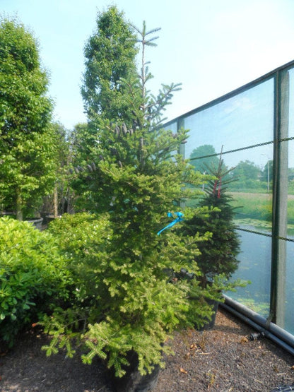  Koreaanse Zilverspar (Abies Koreana)