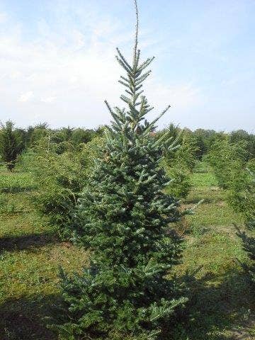  Koreaanse Zilverspar (Abies Koreana)