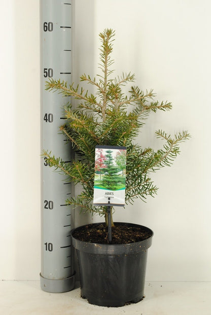  Koreaanse Zilverspar (Abies Koreana)