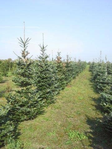  Koreaanse Zilverspar (Abies Koreana)