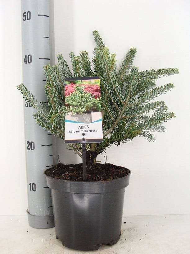  Koreaanse Zilverspar (Abies Koreana 'Silberlocke')