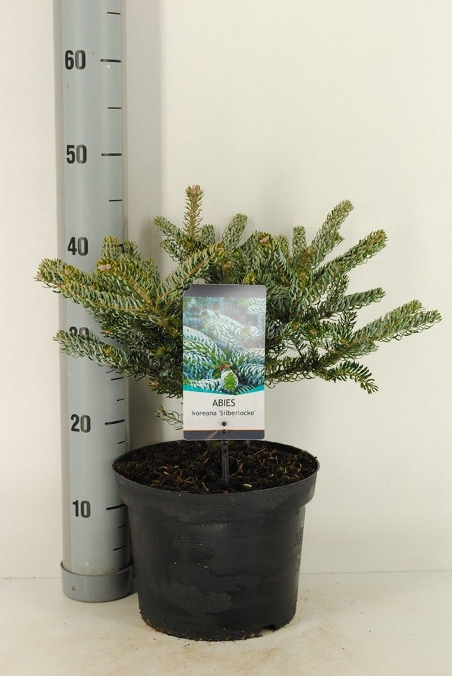 Koreaanse Zilverspar (Abies Koreana 'Silberlocke')
