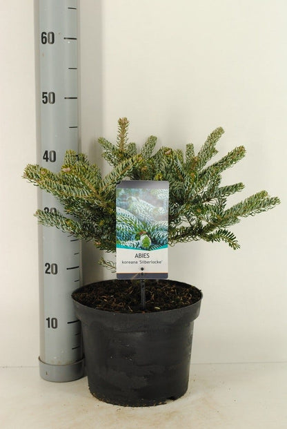  Koreaanse Zilverspar (Abies Koreana 'Silberlocke')