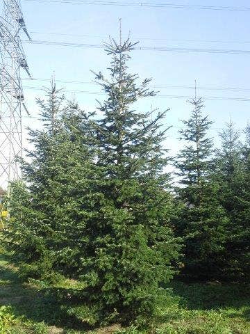  Nordmann-spar (Abies Nordmanniana)