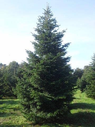  Nordmann-spar (Abies Nordmanniana)
