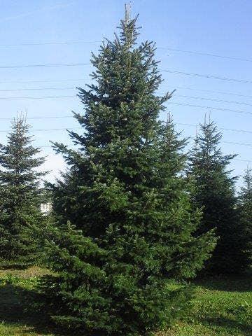  Nordmann-spar (Abies Nordmanniana)