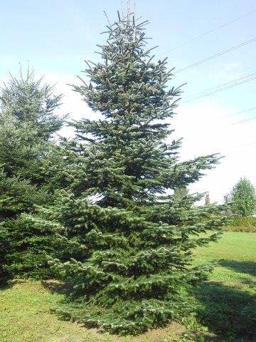  Nordmann-spar (Abies Nordmanniana)