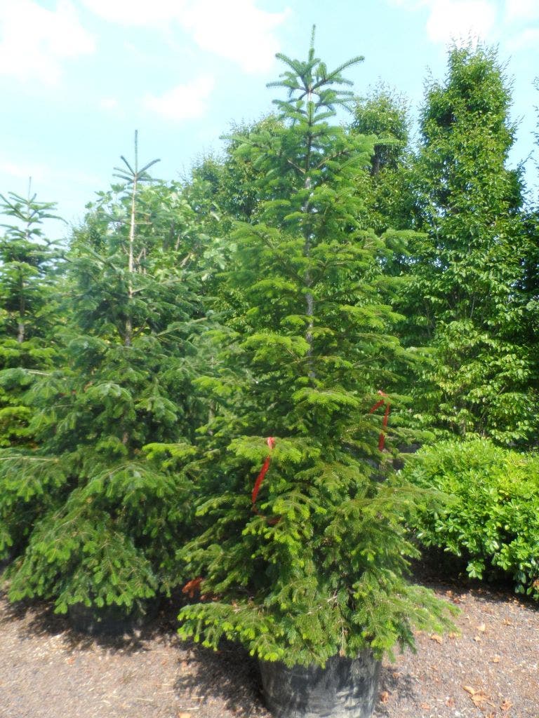  Nordmann-spar (Abies Nordmanniana)