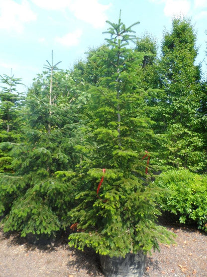  Nordmann-spar (Abies Nordmanniana)