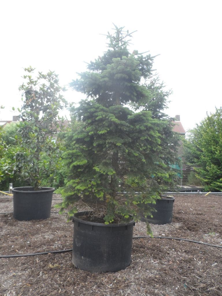  Nordmann-spar (Abies Nordmanniana)