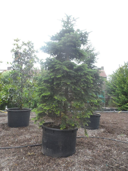  Nordmann-spar (Abies Nordmanniana)