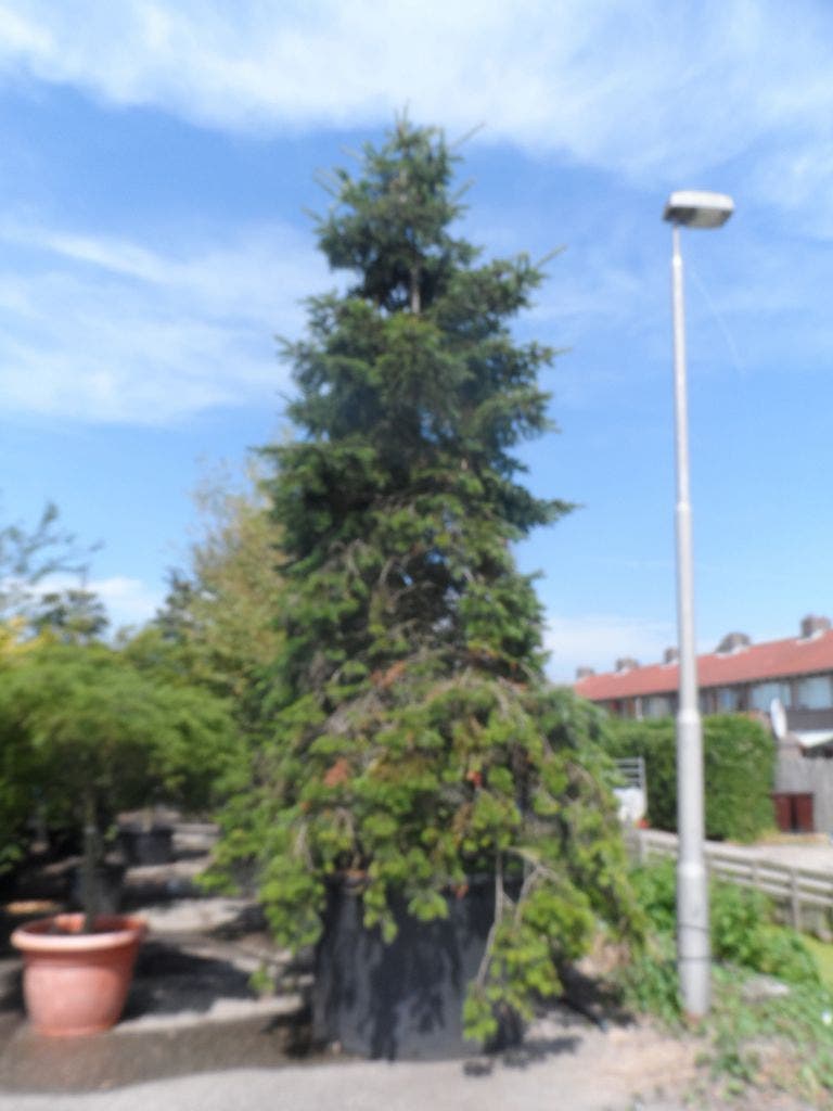  Nordmann-spar (Abies Nordmanniana)
