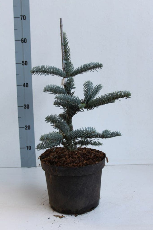  Edelspar (Abies Procera (nobilis) 'Glauca')