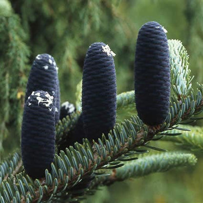  Koreaanse Zilverspar (Abies Koreana)