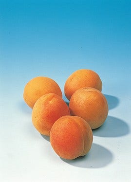  Abrikozenboom (Prunus Armeniaca)