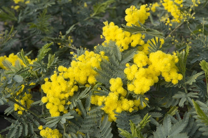  Mimosa Als Boom (Acacia Dealbata)
