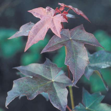  Colchische Esdoorn (Acer Cappadocicum 'Rubrum')