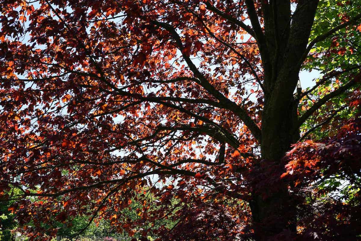  Rode Esdoorn (Acer Platanoides 'Crimson King')