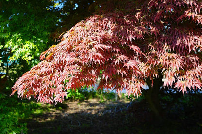  Japanse Esdoorn (Acer Palmatum 'Atropurpureum')