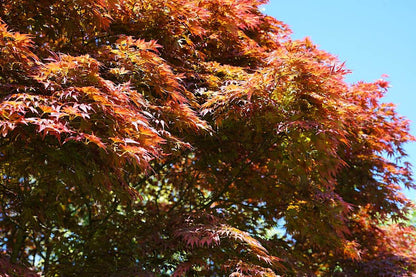  Japanse Esdoorn (Acer Palmatum 'Atropurpureum')