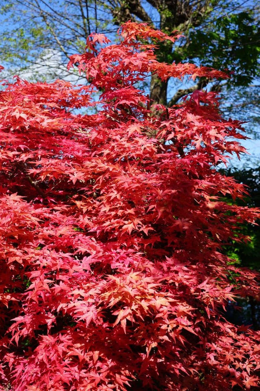  Japanse Esdoorn (Acer Palmatum 'Beni-maiko')