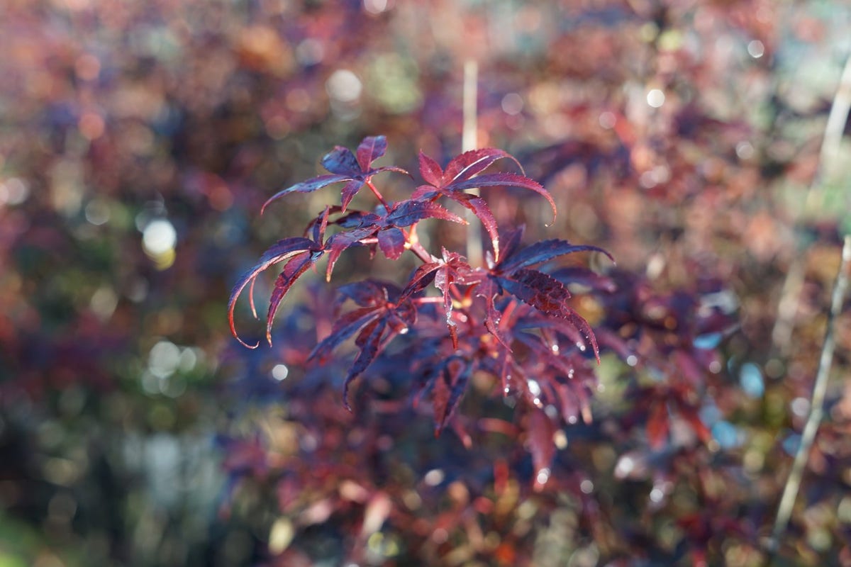  Japanse Esdoorn (Acer Palmatum 'Skeeter's Broom')