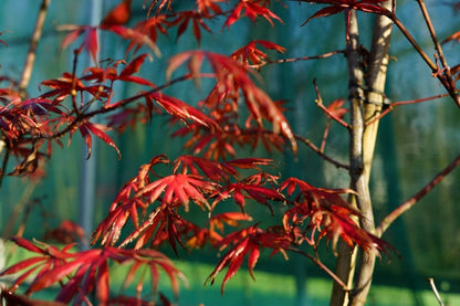  Japanse Esdoorn (Acer Palmatum 'Trompenburg')